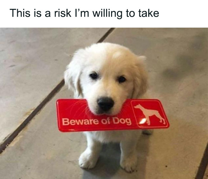 Hilariously adorable dogs: A golden retriever puppy holds a 'Beware of Dog' sign in its mouth, looking cute.