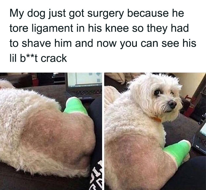 A small white dog with a shaved leg and a green cast, looking at the camera, a funny dog meme.