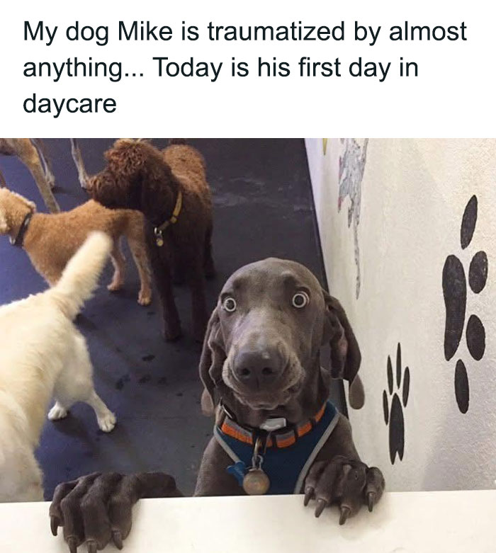 Hilariously adorable dog looking traumatized on his first day at daycare, surrounded by other dogs, a funny dog meme.