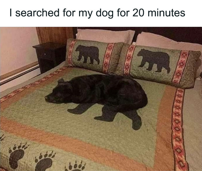 Hilariously adorable dog meme of a black dog blending into a bear-patterned blanket on a bed.