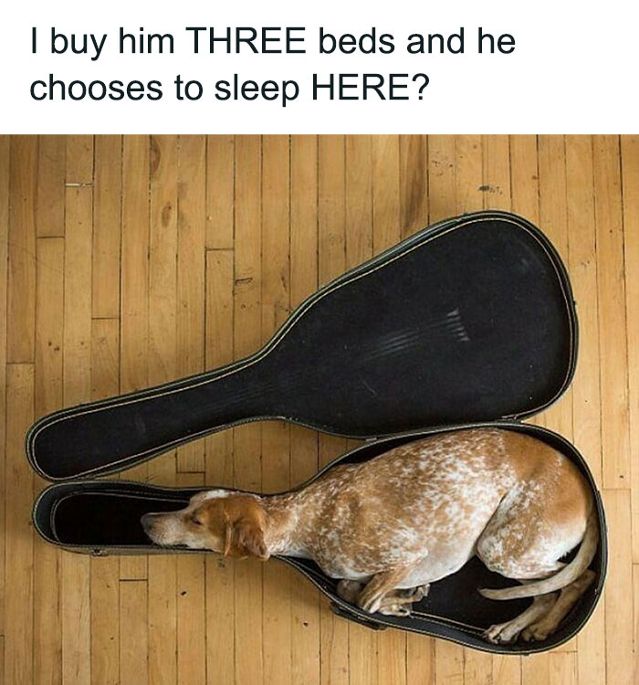 A dog sleeping soundly curled up inside an open guitar case on a wooden floor, one of many adorable dogs turned into memes.