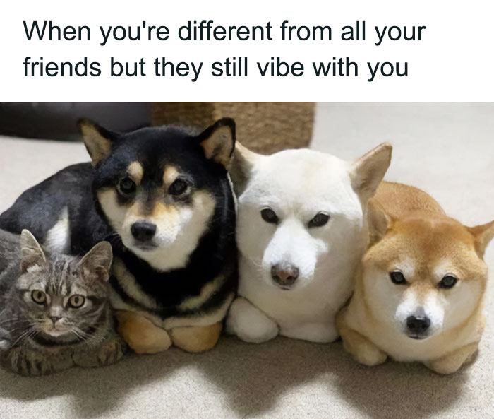 A cat and three Shiba Inus pose side-by-side, creating a hilariously adorable dog meme.