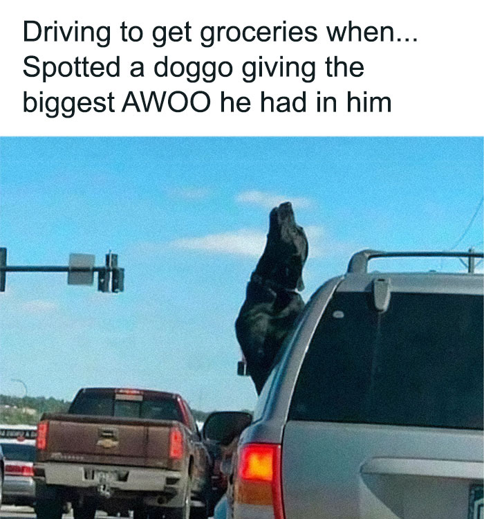 A black dog in a car on the highway, howling out the window, a hilariously adorable dog meme.