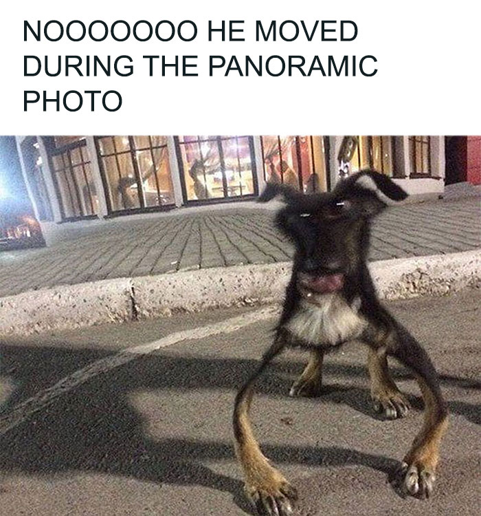 Hilariously adorable dog meme of a dog comically distorted in a panoramic photo.