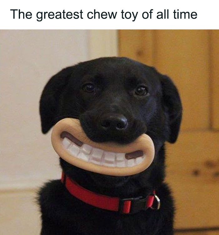A black dog with a red collar, holding a large chew toy shaped like human teeth in its mouth. Hilariously adorable dogs.