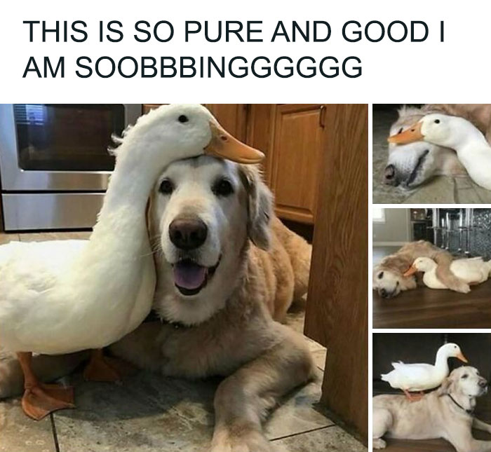 A golden retriever dog lying down with a white duck resting its head on the dog's back, a hilariously adorable dog and duck meme.