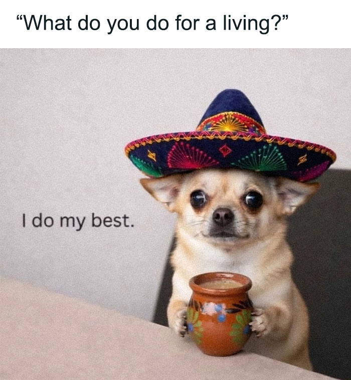 Hilariously adorable dog meme: Chihuahua in a sombrero holding a small pot, with text 'What do you do for a living?' 'I do my best.'