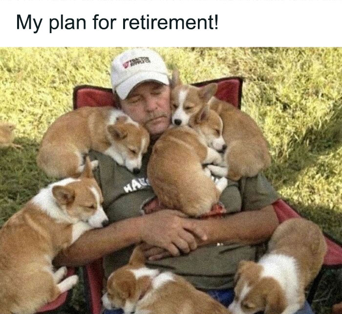 Hilariously adorable dog meme: A man sitting in a chair, covered in multiple small corgi dogs, illustrating a retirement plan.