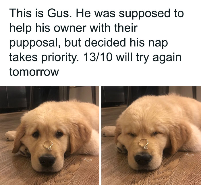 Hilariously adorable golden retriever puppy sleeping with a ring on his nose, ignoring a proposal, a funny dog meme.