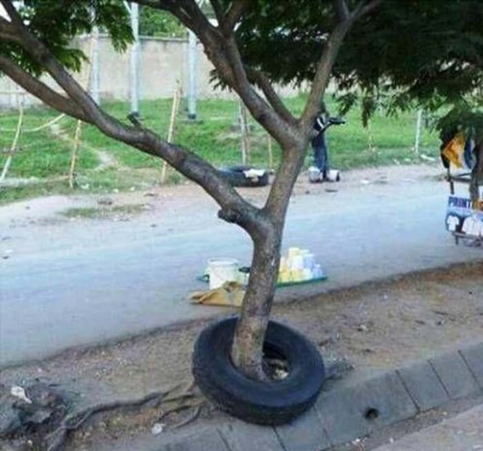 A baffling image showing a tree growing through the center of a car tire on a sidewalk.