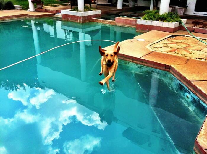 A baffling image of a golden retriever dog appearing to walk on water in a swimming pool.