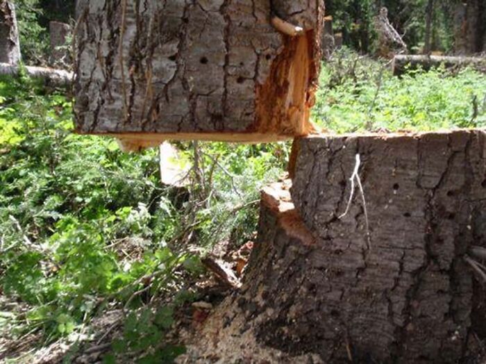 A baffling image of a tree trunk suspended above its stump, defying physical sense in a forest.