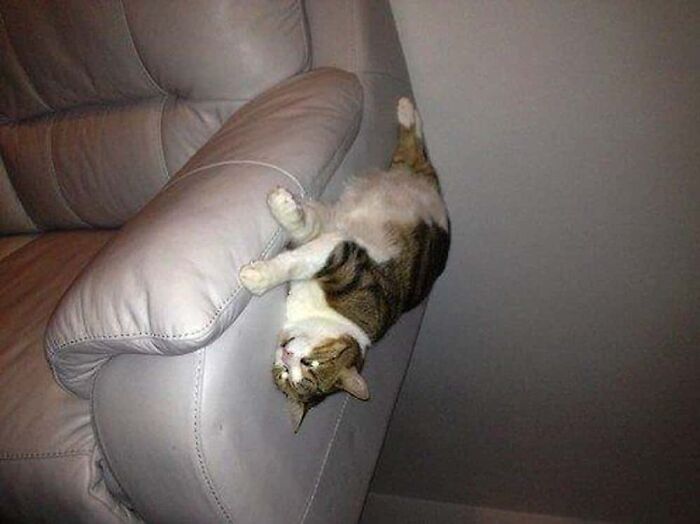 A baffling image of a tabby cat upside down on the arm of a light-colored armchair.