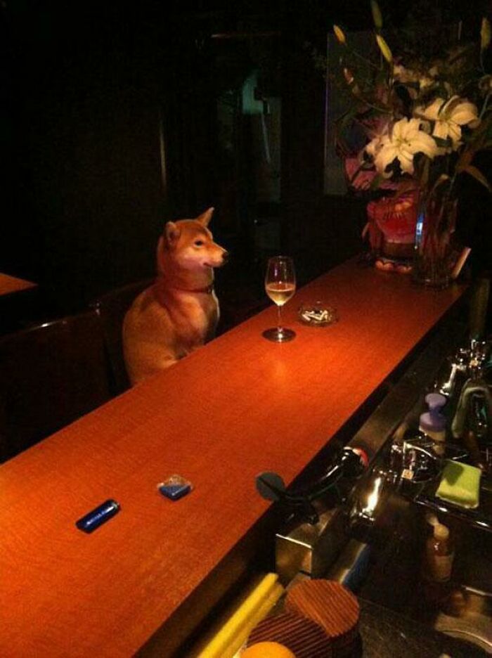 A Shiba Inu dog sitting at a bar with a glass of wine, an unhinged image.