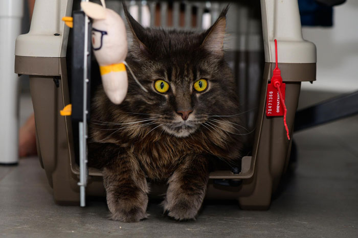 Woman Declines Friend’s Year-Long Cat-Sitting Request, Then Learns She Had Another Option All Along Woman Declines Friend’s Year-Long Cat-Sitting Request, Then Learns She Had Another Option All Along