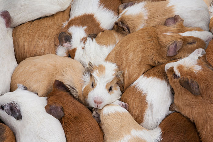 A pile of guinea pigs, some brown, white, and spotted, illustrating life's wild plot twists.