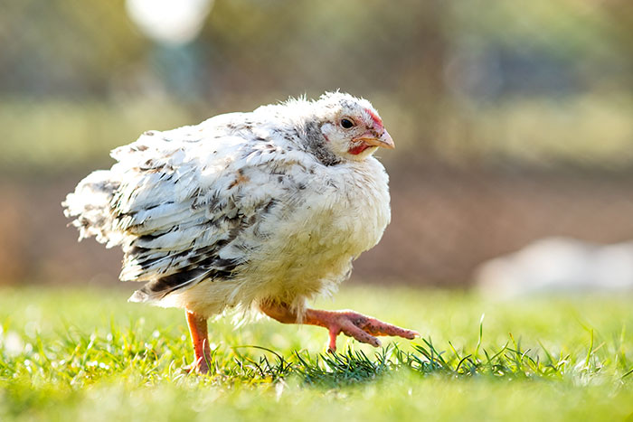 A small chicken walking in grass, representing wild delayed plot twists.