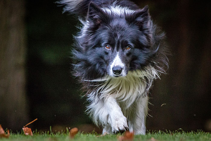 A majestic Border Collie dog running towards the camera, a symbol of unexpected plot twists.