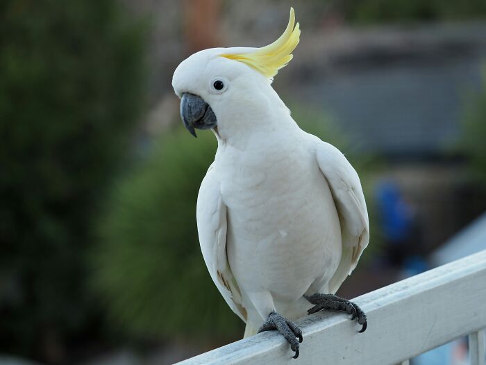 These 49 Animals Seem Cute But Zookeepers Say They Are A Total Nightmare