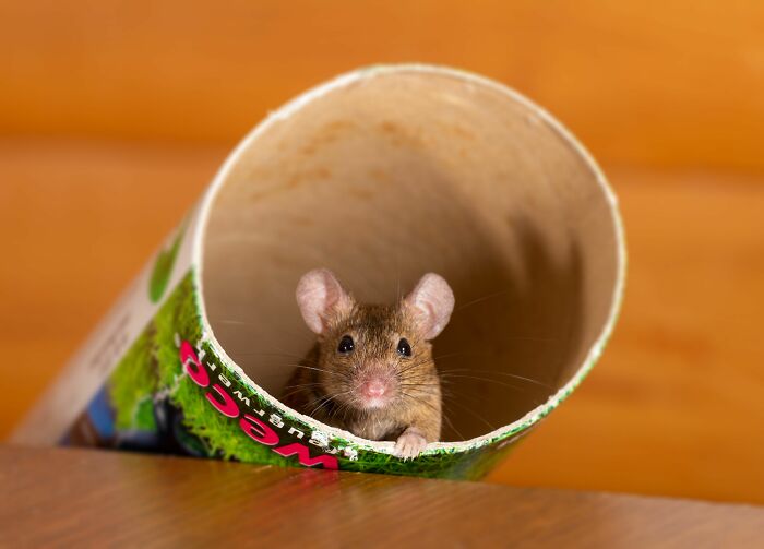 A small mouse peeking out from a cardboard tube, a surprising truth that industry insiders might encounter.