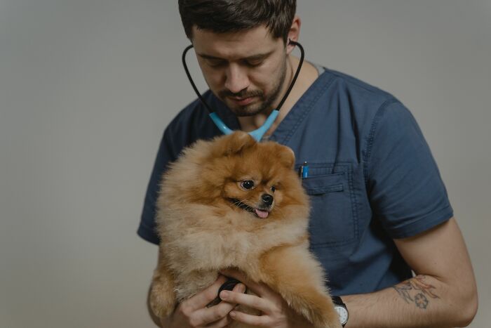 A veterinarian examining a fluffy dog, showcasing industry insiders providing care to animals.