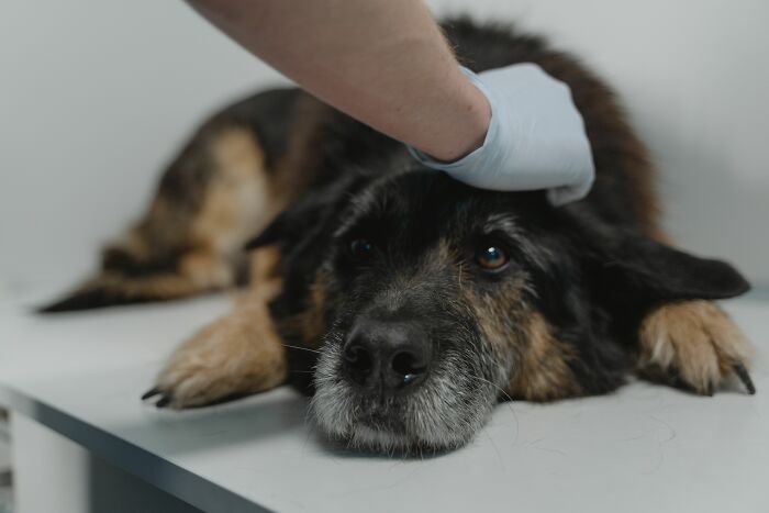 A hand in a blue glove petting a sad-looking German Shepherd dog, illustrating industry insiders and dirty truths.