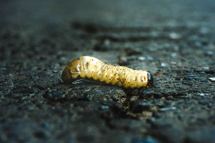 A grub worm on a dirty road, representing a dirty truth that industry insiders get used to.