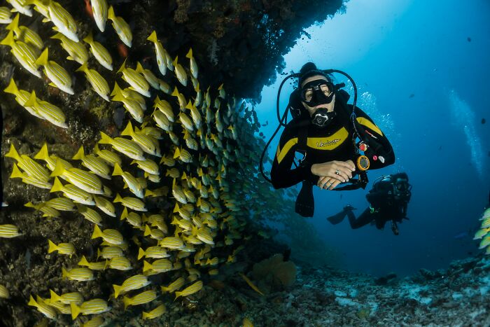 A diver reveals the truth about a mysterious blacked-out island while scuba diving amidst a school of yellow fish.