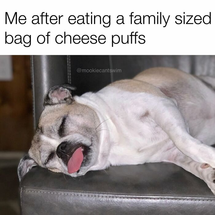 A sleeping dog with its tongue sticking out, showing ridiculous expressions.