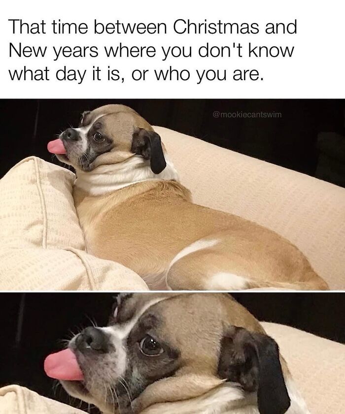 A pug lying on a couch looking confused, capturing funny dog memes.