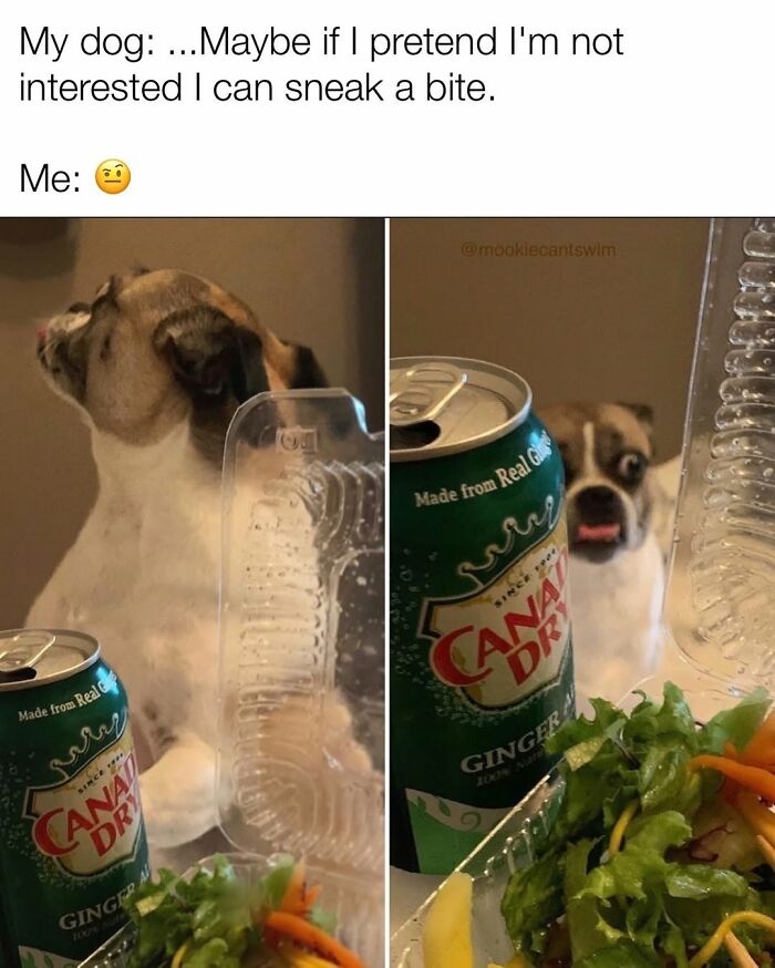 Side-by-side images of a dog pretending to ignore food, showing relatable memes.