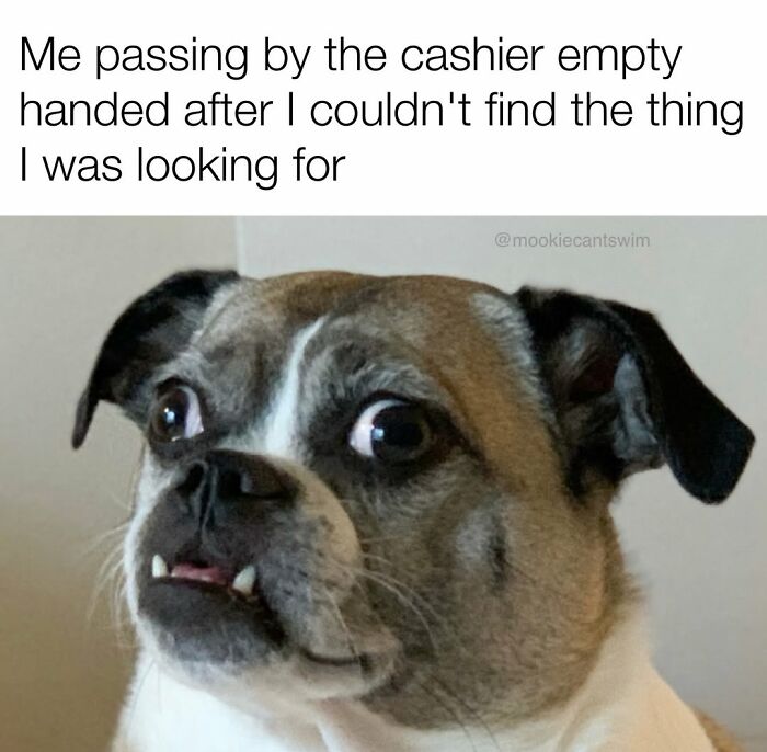 A small dog showing a ridiculous expression of panic with wide eyes, used as a relatable meme.