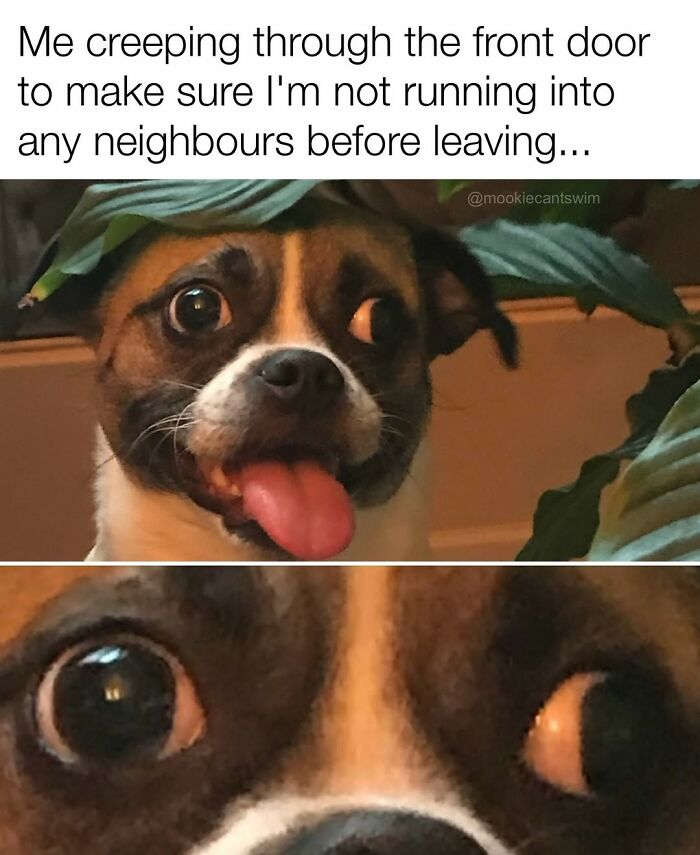 Relatable dog owner meme of a pup with wide ridiculous eyes hiding behind green leaves.