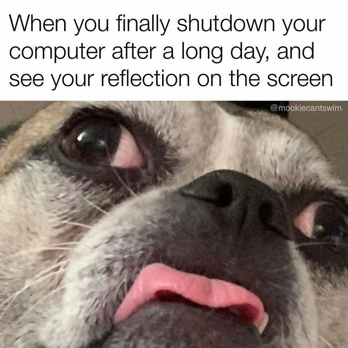 Close-up dog owner meme of a pup showing a ridiculous expression with its tongue sticking out.