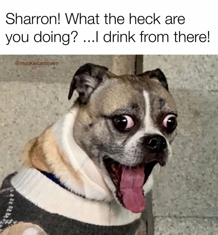 An extremely shocked dog with wide eyes and tongue out, creating a funny dog meme.