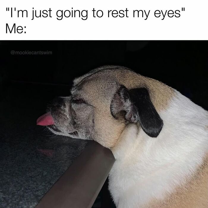 Funny dog owner meme of a pup with a ridiculous expression resting its chin and tongue on a counter.