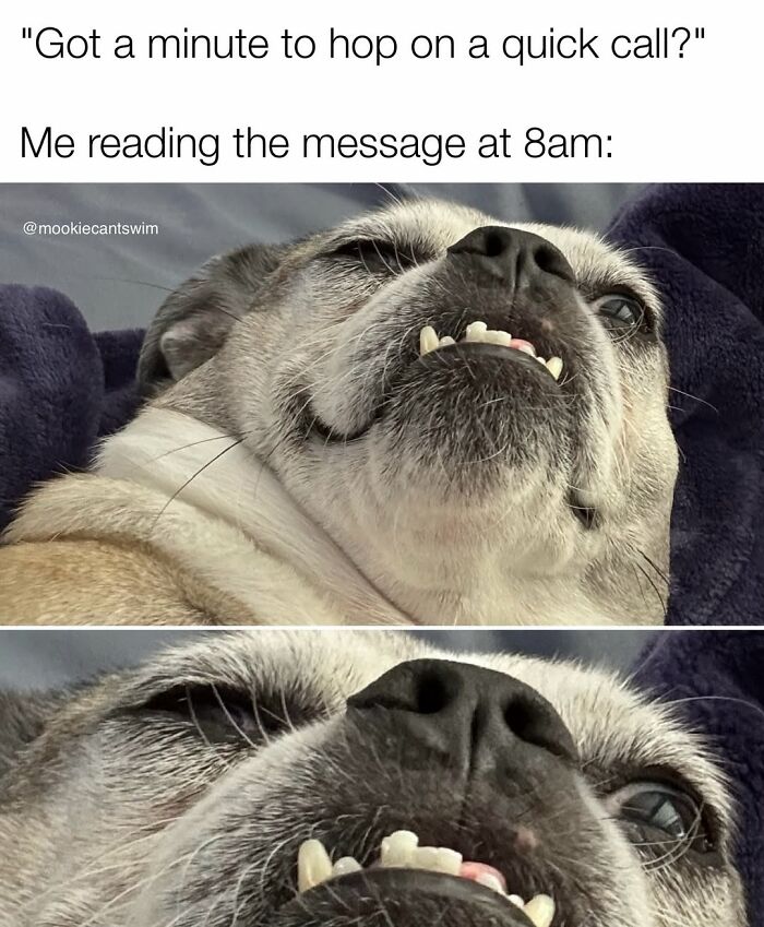 Relatable memes showing a funny dog's wide-awake, anxious morning face in two close-up photos.