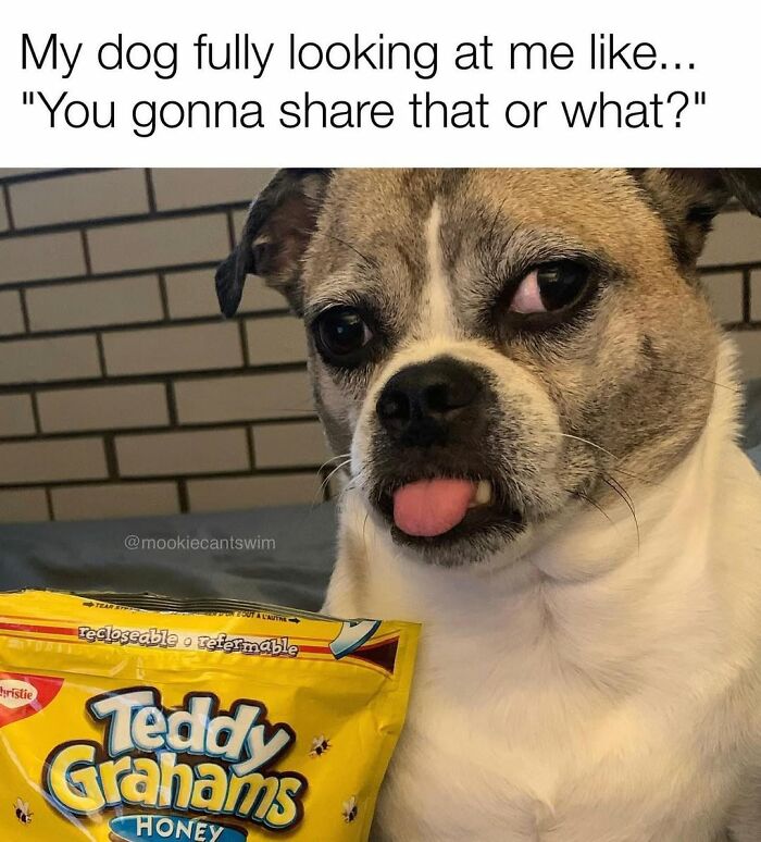 Funny dog owner meme of a pup with a ridiculous expression staring at Teddy Grahams snacks.