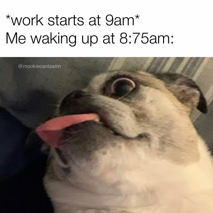 A shocked dog looking alarmed with tongue out in relatable memes about waking up late