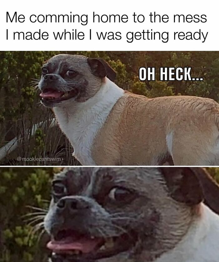 A funny dog meme featuring a dog with a wide-eyed, shocked expression alongside text.
