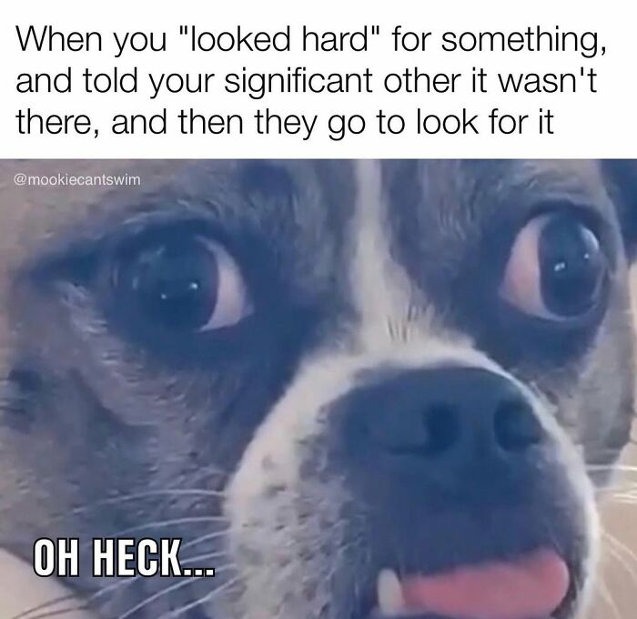 A close-up of a dog's ridiculous expressions in a relatable meme about looking for something.