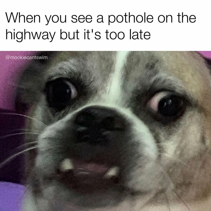 A dog's hilarious and panicked facial expression featured in a relatable meme.