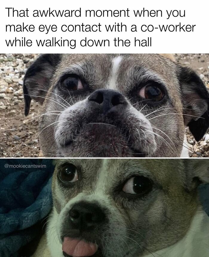 Two different funny dog expressions capturing a highly relatable meme about awkward eye contact.