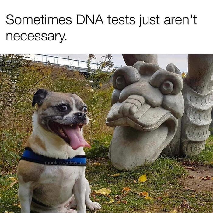A smiling dog next to a stone gargoyle that looks just like him in relatable memes