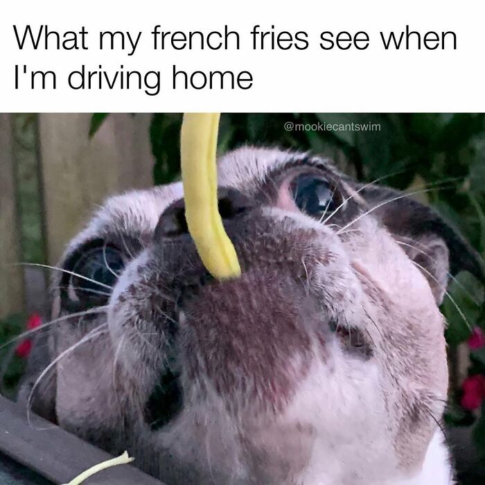 A close-up of a dog eyeing a french fry, creating funny relatable memes