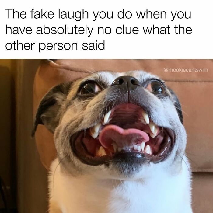 A dog with an awkward wide-open mouth smile, making relatable memes