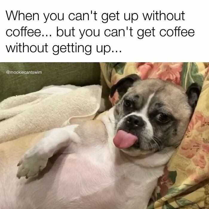 A dog owner turns his pup's ridiculous expressions into a meme of a dog lying lazily on a pillow.