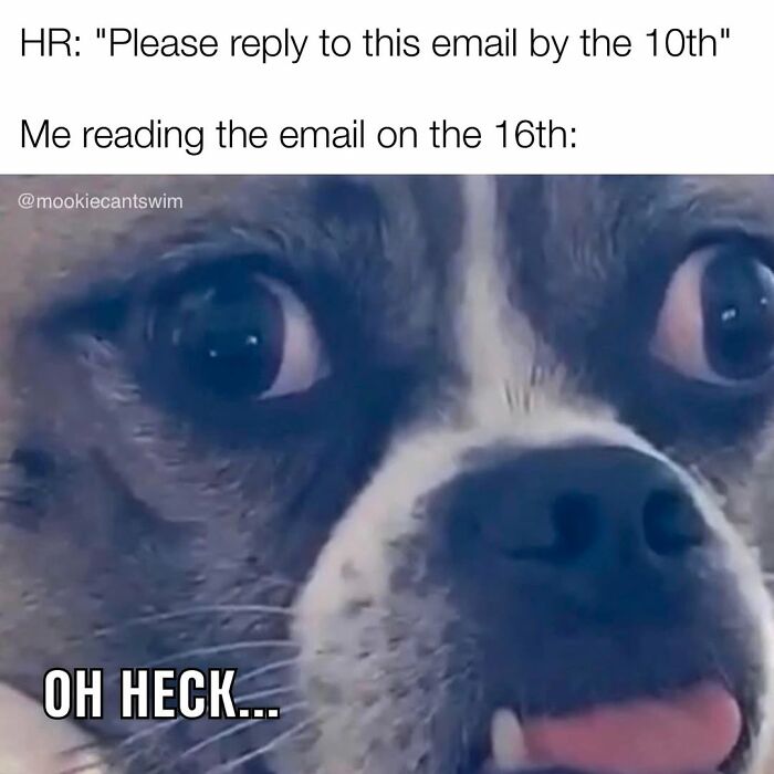 A dog with wide eyes and tongue out looking stressed, creating relatable memes.