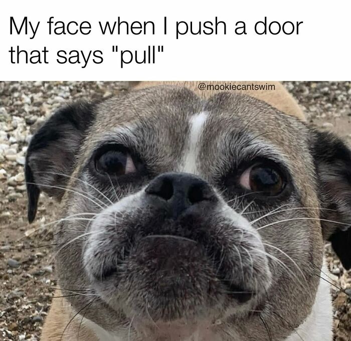 A close-up of a pug looking embarrassed, showcasing ridiculous expressions.