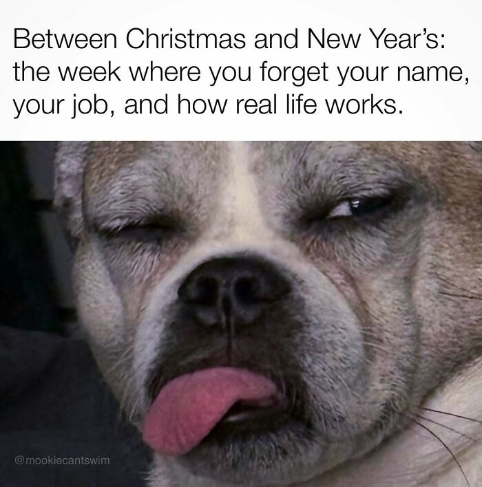 A tired dog with its tongue sticking out, representing relatable memes